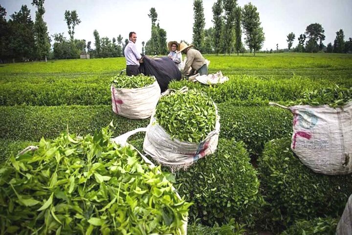 آغاز خرید تضمینی برگ سبز چای از چایکاران شمال کشور
