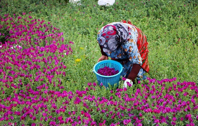 پیش بینی برداشت بیش از ۶ هزار تن گیاه دارویی گل گاوزبان در گیلان