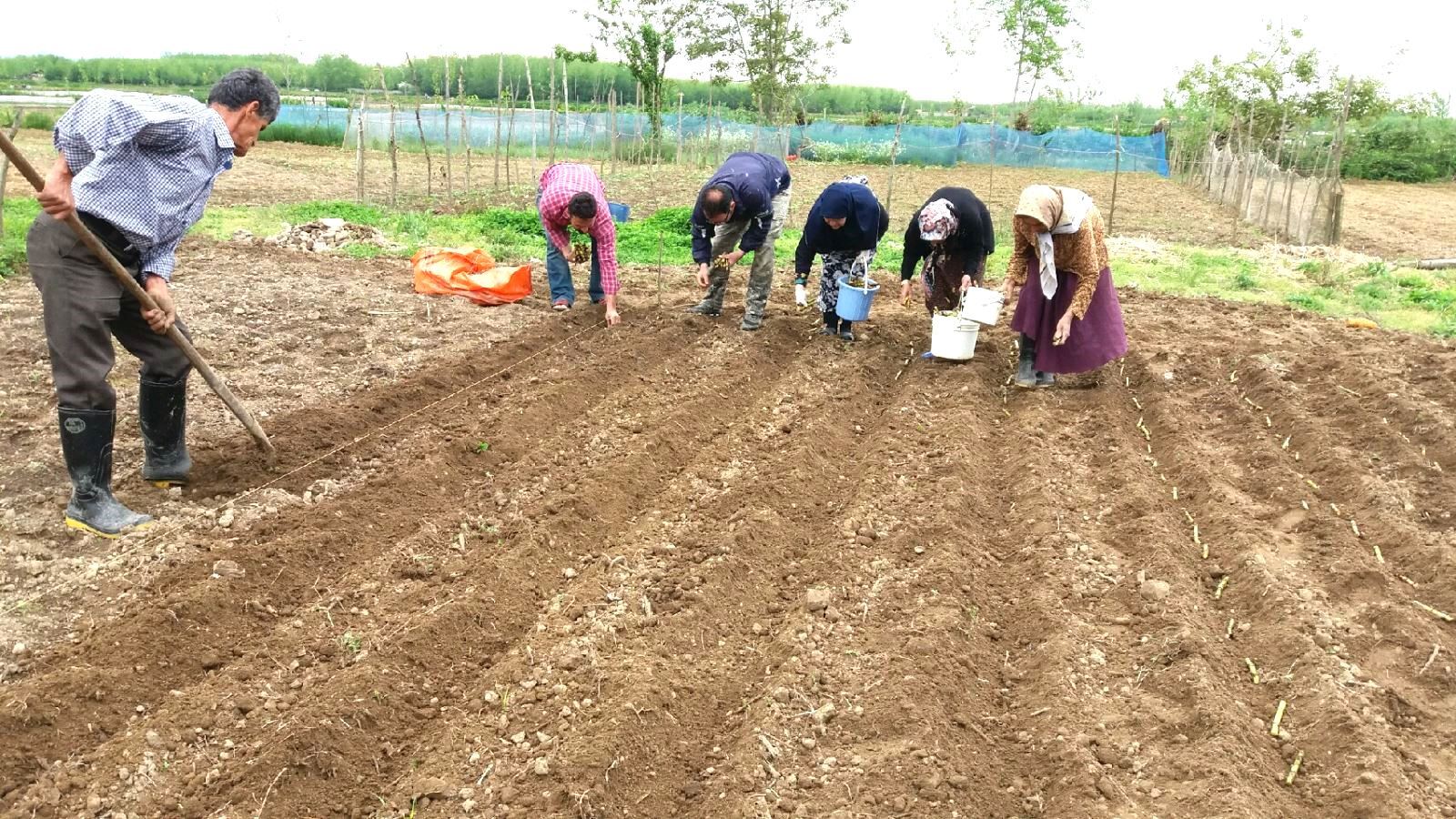 آغاز کاشت نیشکر در ۳۴ هکتار از زمین‌های کشاورزی گیلان