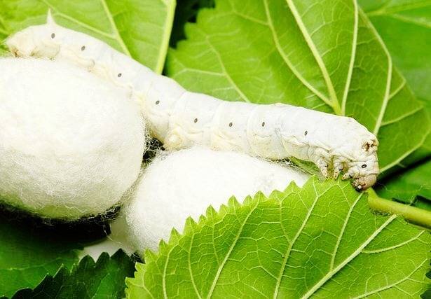 ۱۰ خرداد، آخرین مهلت توزیع تخم نوغان در گیلان