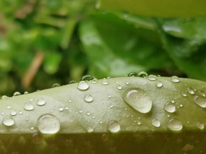 ترنم باران و کاهش ۹ درجه‌ای دمای هوا در گیلان ۳ روز مانده به مرداد