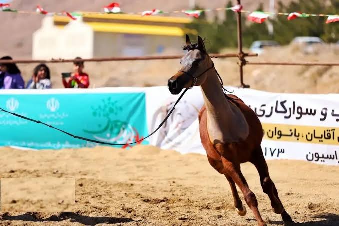 اورژانس: مصدومیت دختر جوان سوارکار و آسیب‌ دیدن چند خودرو در پی رم‌ کردن ناگهانی یک اسب در ساحل بابلسر