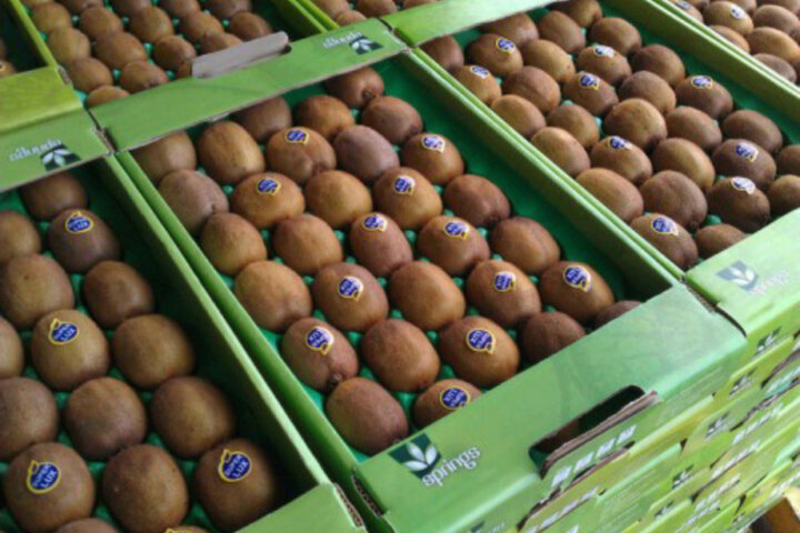صادرات کیوی از گمرک آستارا در سال جاری رسماً آغاز شد+(تصویر)