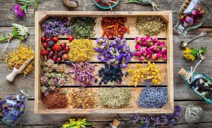 گیاهان دارویی؛ فرصتی برای رونق اقتصاد روستاهای گیلان