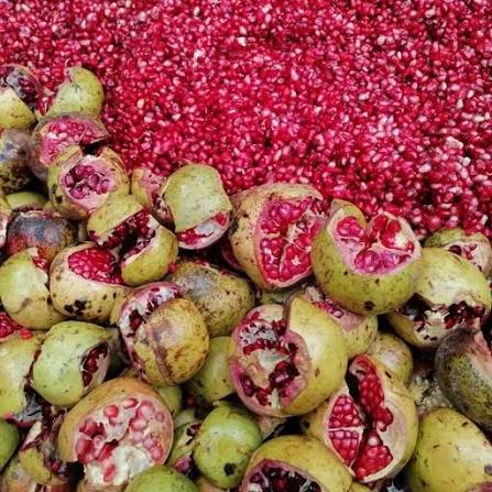 آغاز برداشت نوبرانه انار از باغات گیلان