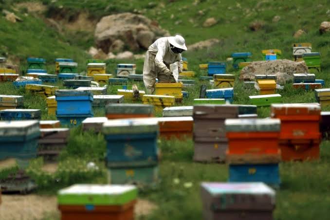 اجرای طرح ملی سرشماری زنبورستان‌ها در گیلان