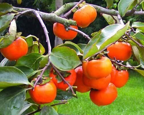 محمدی: بیش از ۲ هزار خانوار گیلانی در تولید خرمالو فعالیت دارند