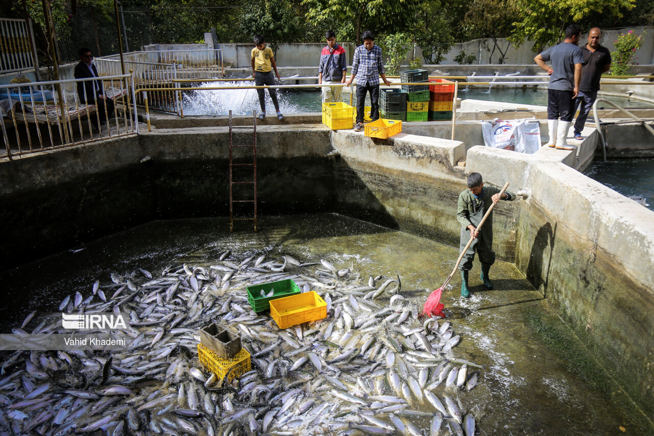 مسئولان پاسخ دهند؛ چرا گیلان با این همه ظرفیت کاسپین، هنوز قطب تولید آبزیان کشور نیست؟