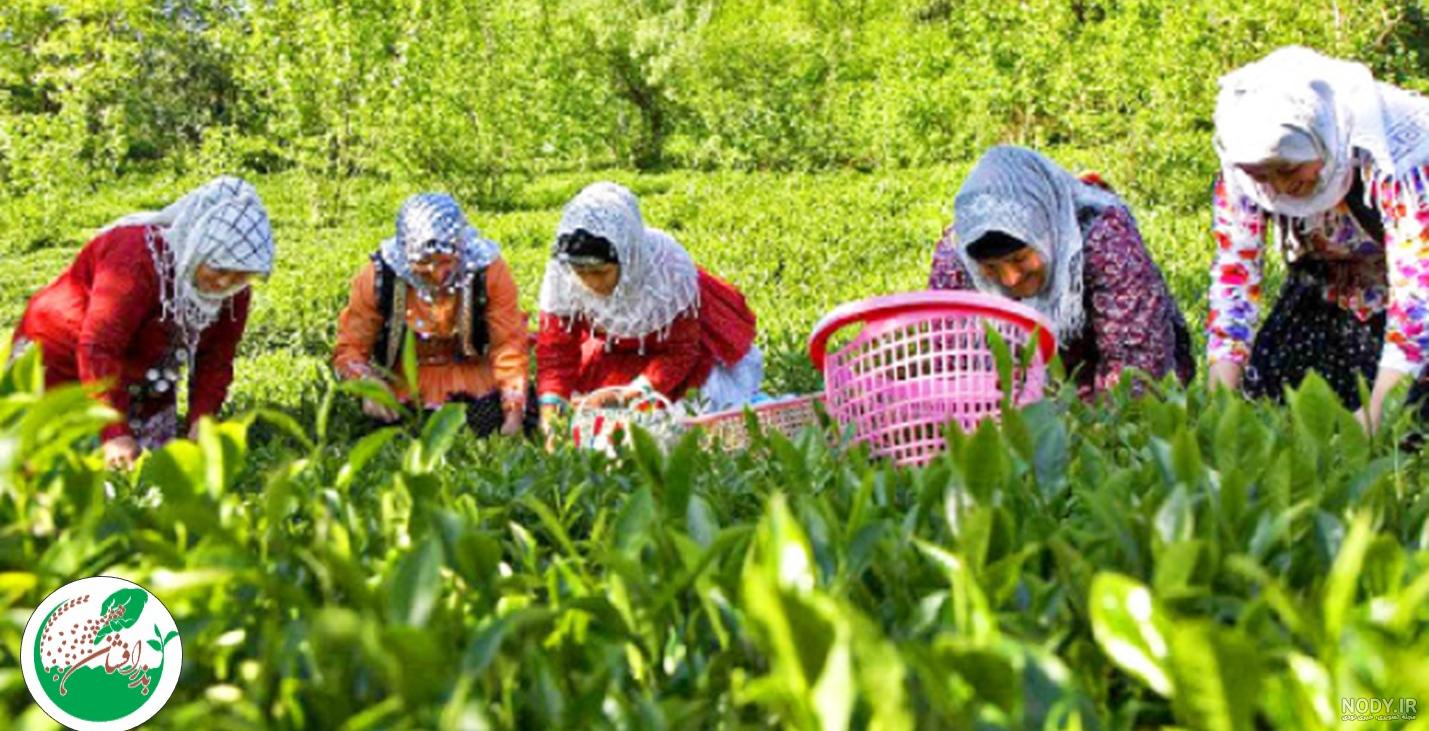 چای ایرانی؛ محصولی که در باغ تولید می‌شود اما روی آنتن دیده نمی‌شود
