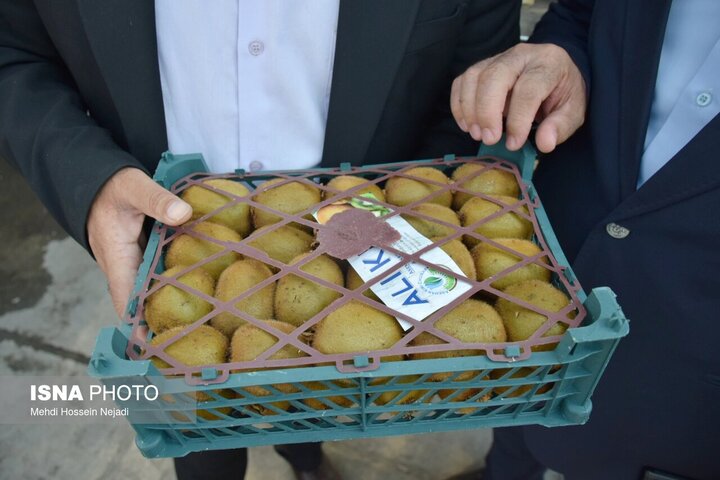 صادرات کیوی از گمرک آستارا در سال جاری رسماً آغاز شد+(تصویر)